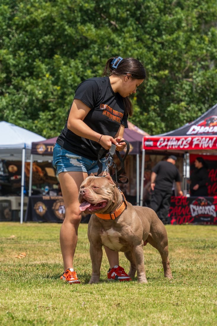 Lifetime Bullies Kennel at show