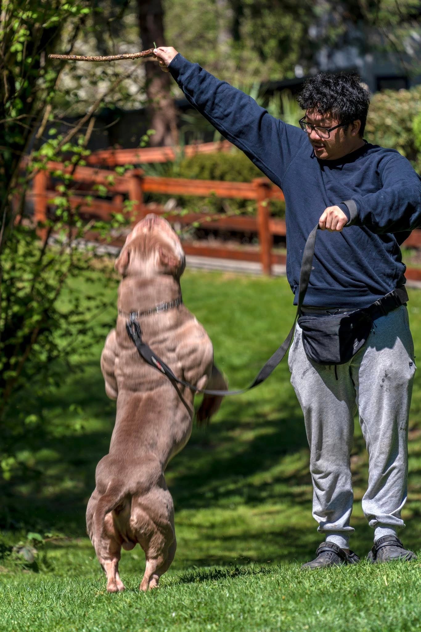 Champagne American Bully up on hind legs, playing joyfully in a grassy yard