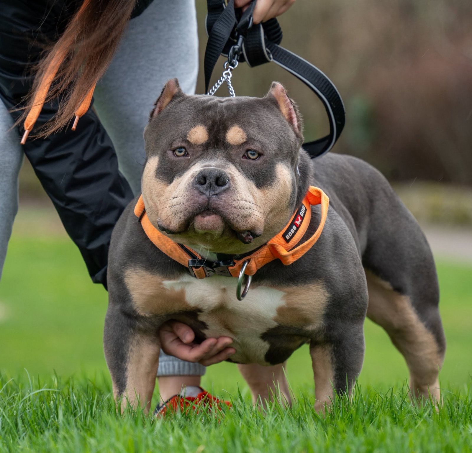Lilac tri American Bully stacked on green grass, tan points, proud stance