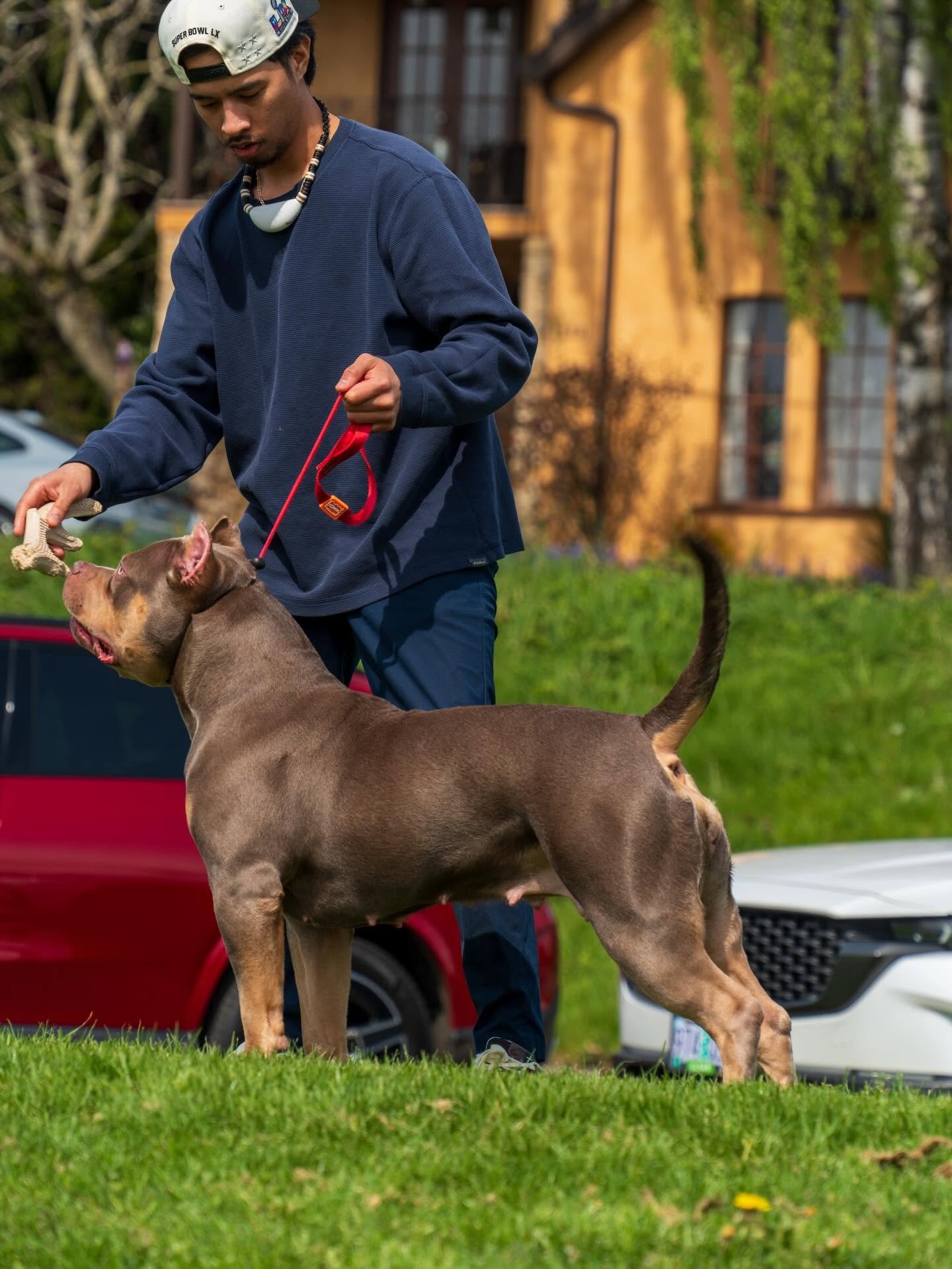 Red American Bully posed on lead outdoors, rich warm coat