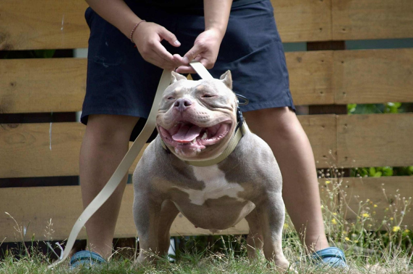 Lilac American Bully with a wide open-mouth smile, tongue out, being petted