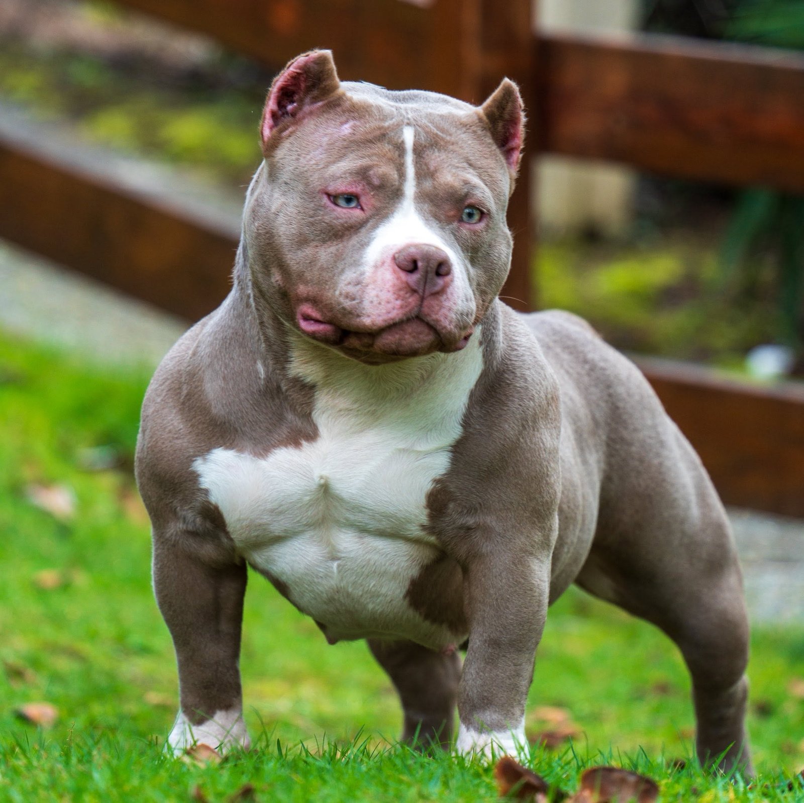 Blue tri American Bully standing alert on grass with a white chest
