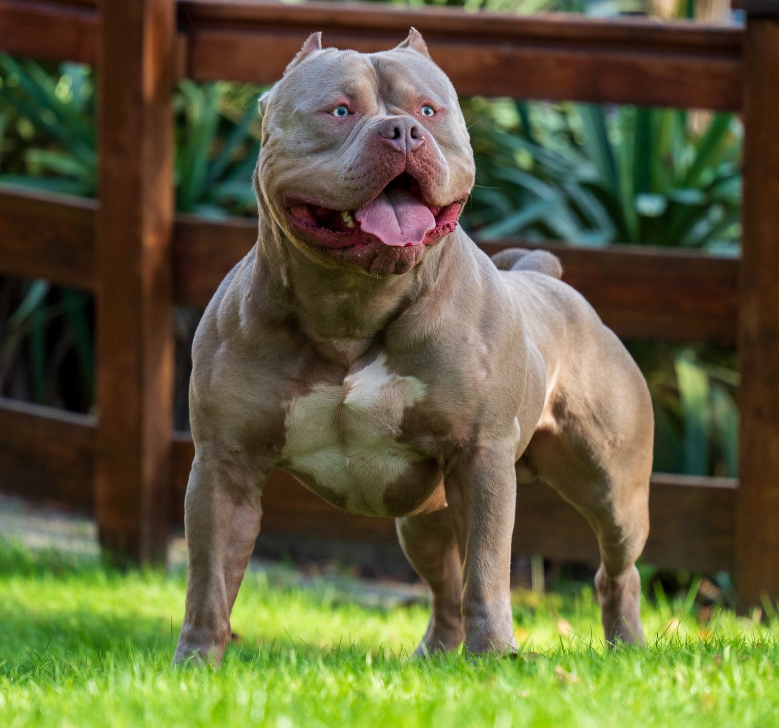 Champagne American Bully on grass, tongue out, relaxed and happy