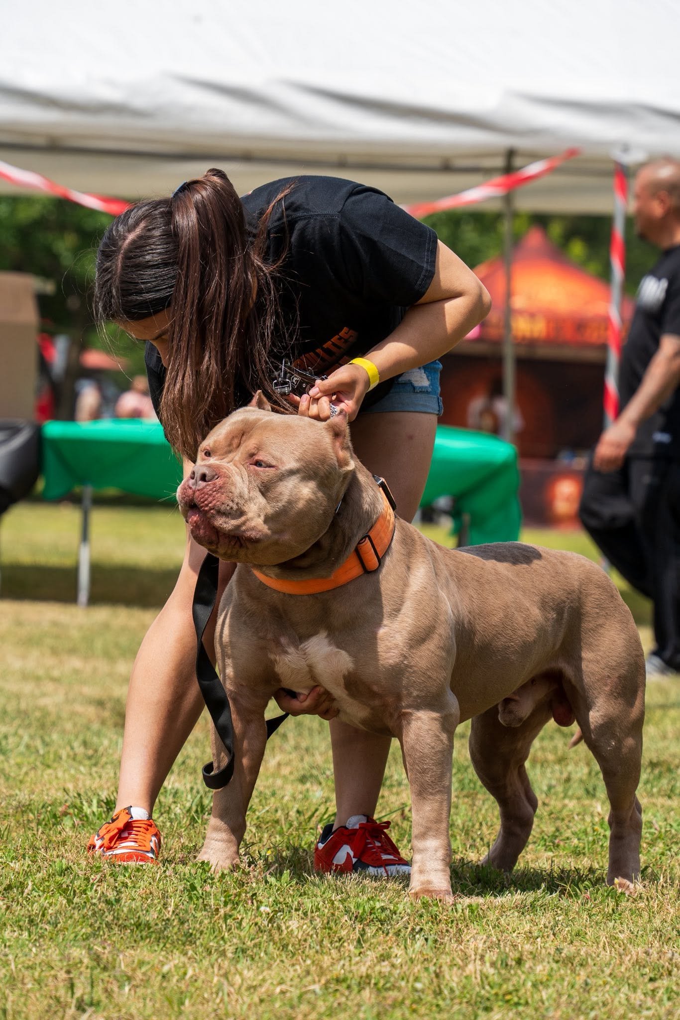 Two red American Bullies standing side by side outdoors