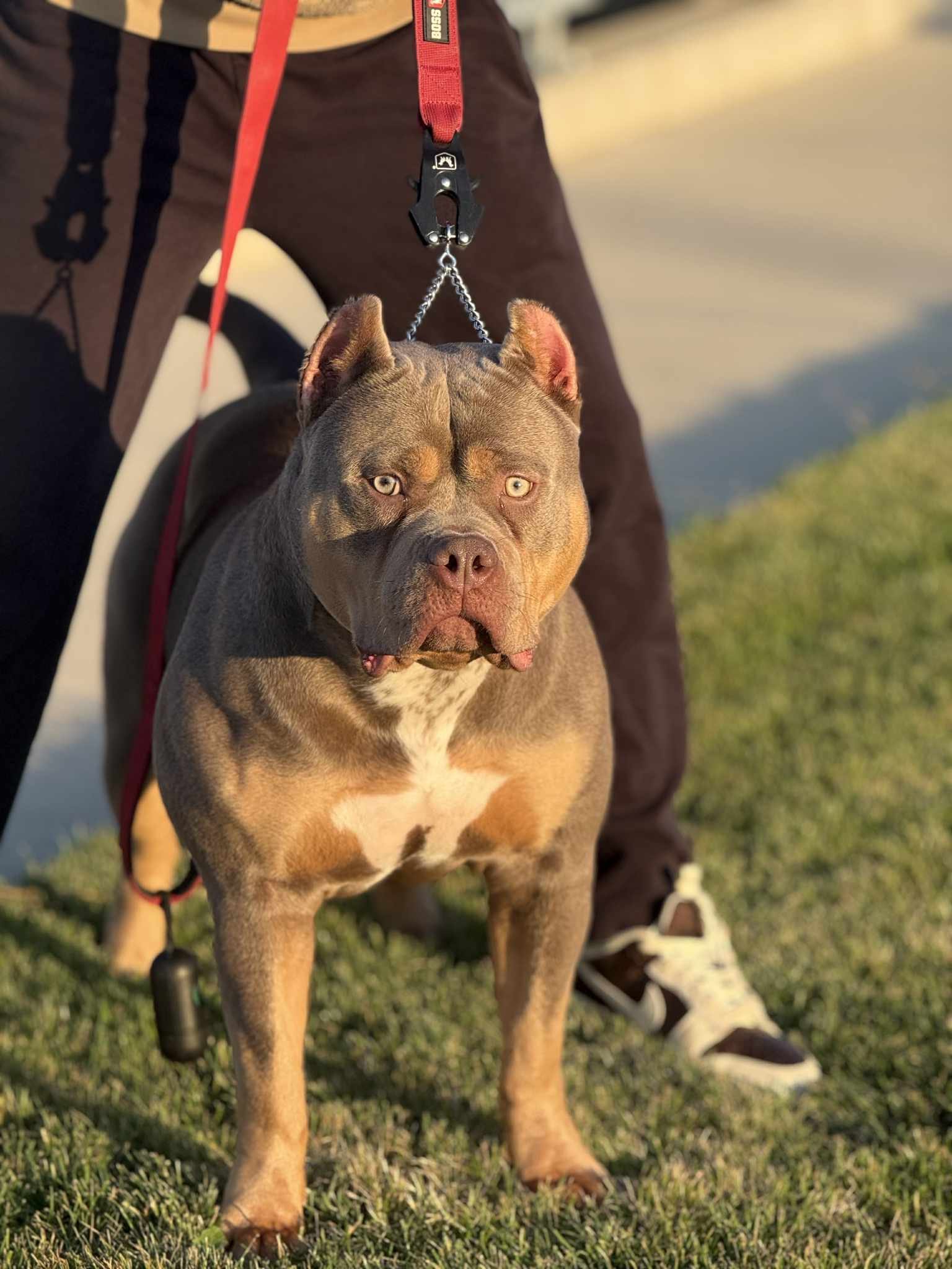 Fawn American Bully standing strong in warm sunlight