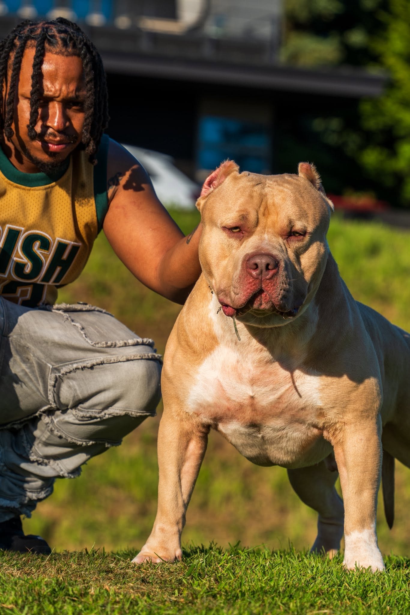 Championship Form — Blue Tri XL show stack at ABKC show