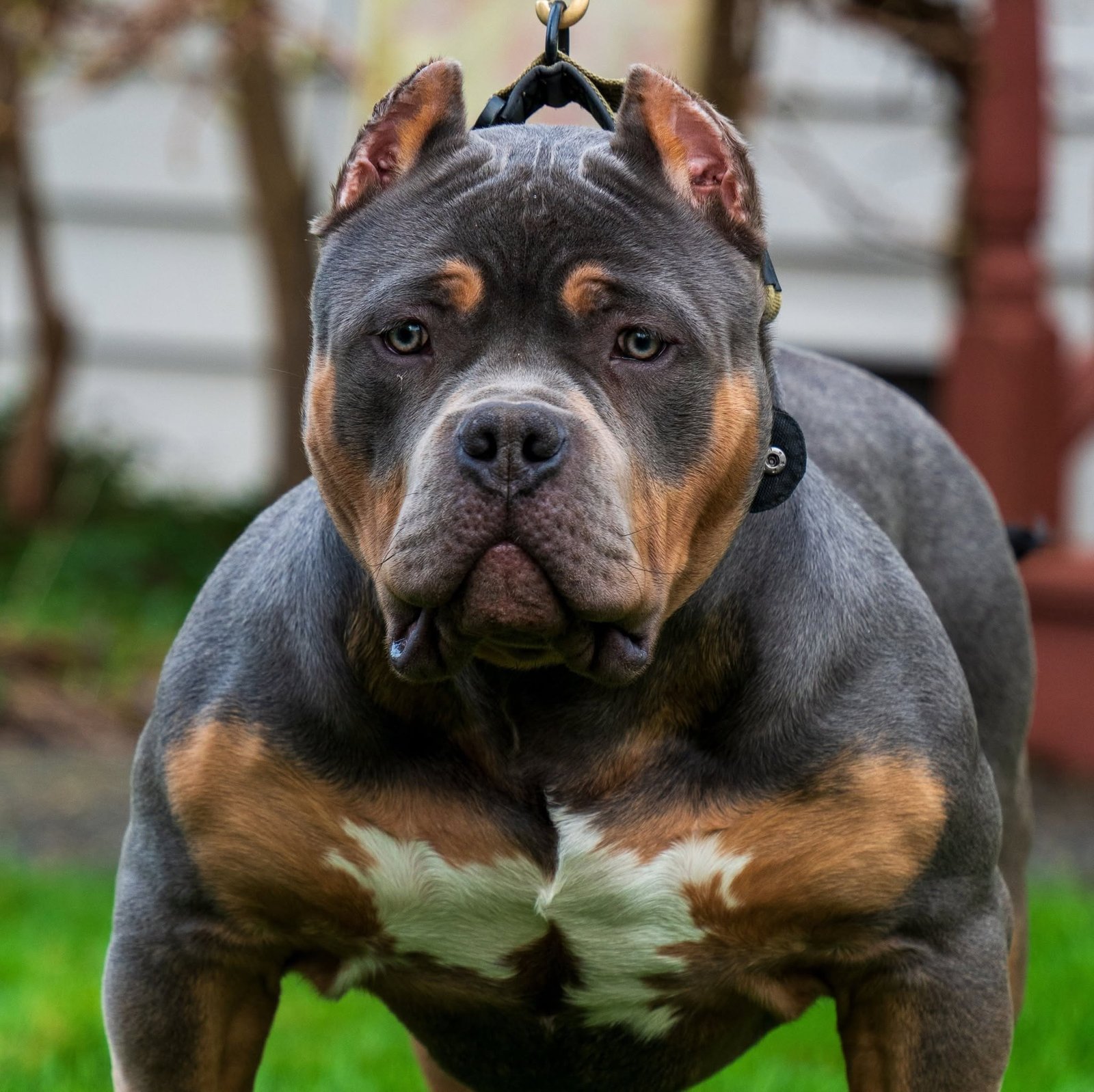 Kennel Card — studio black background group stack