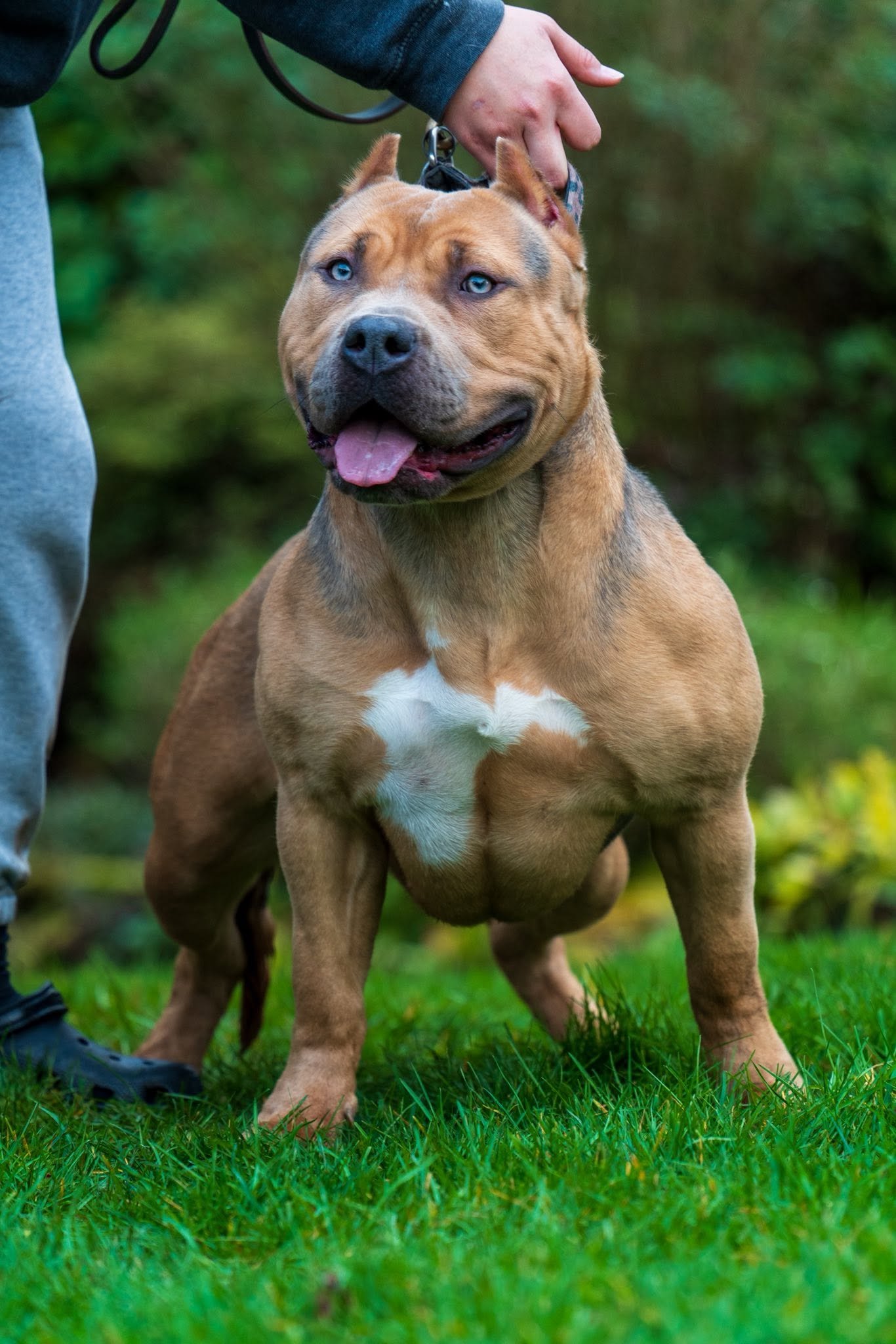 Pure Drive — Chocolate Tri American Bully in motion