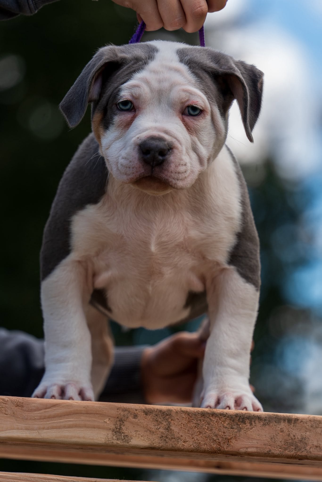 Lilac Ghost — studio pedigree headshot portrait