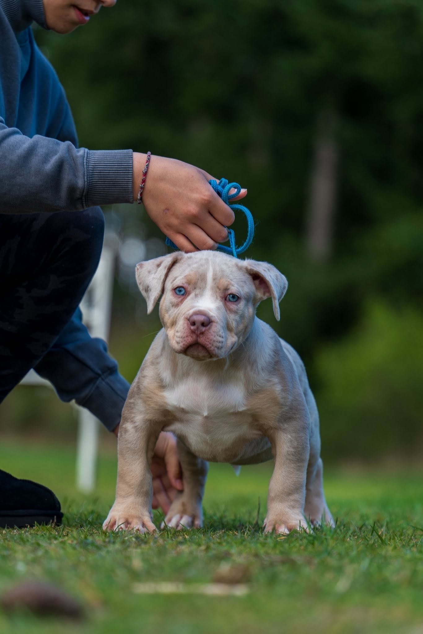 Spring 2025 litter — Pumba × Nova, week six