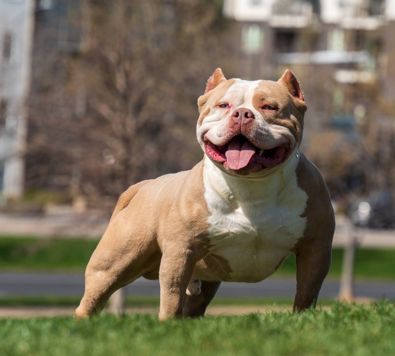 Off Leash — Blue Nose field lifestyle session